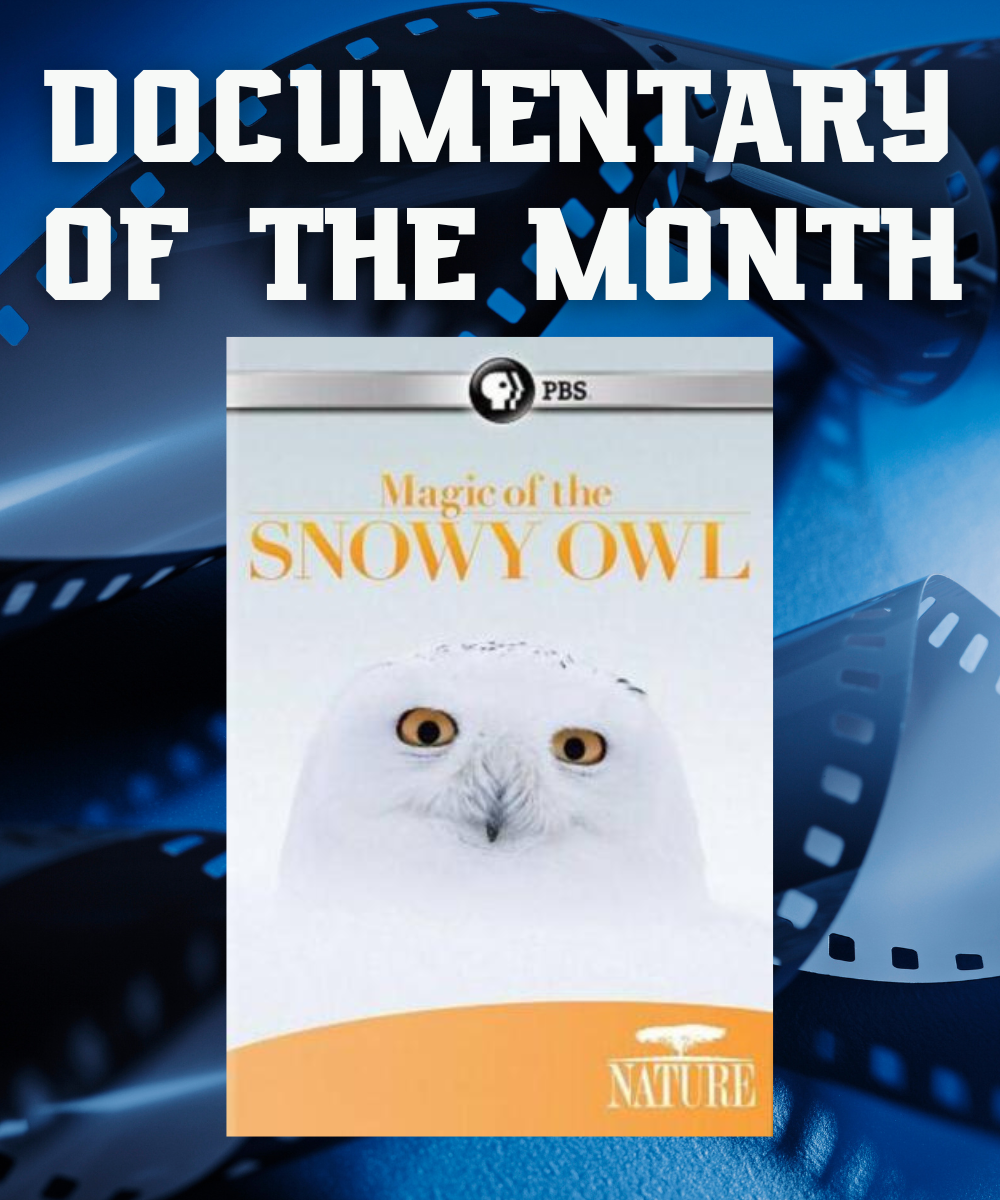 Documentary of the Month: "Magic of the Snowy Owl"