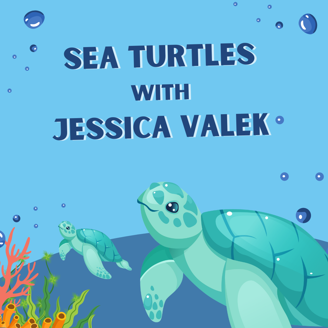 Image has a blue background with bubbles, sea turtles, and coral. It reads "Sea Turtles with Jessica Valek."
