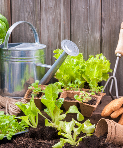 Garden plants and tools