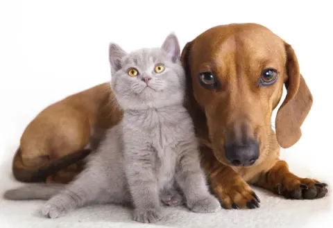 Cat and dog