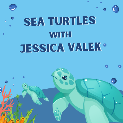 Image has a blue background with bubbles, sea turtles, and coral. It reads "Sea Turtles with Jessica Valek."