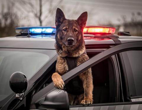 German Shepherd in a police car