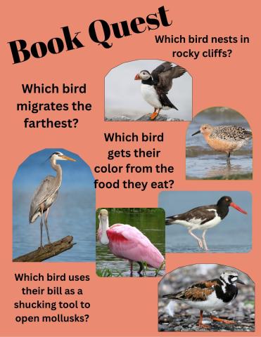 Book quest pictures of shorebirds with questions