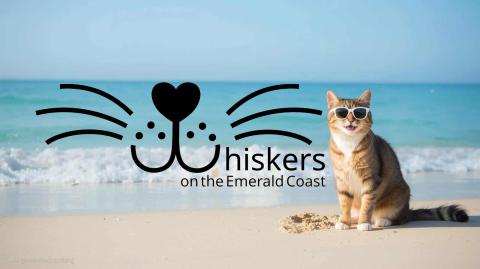 Whiskers Logo and cat on the beach