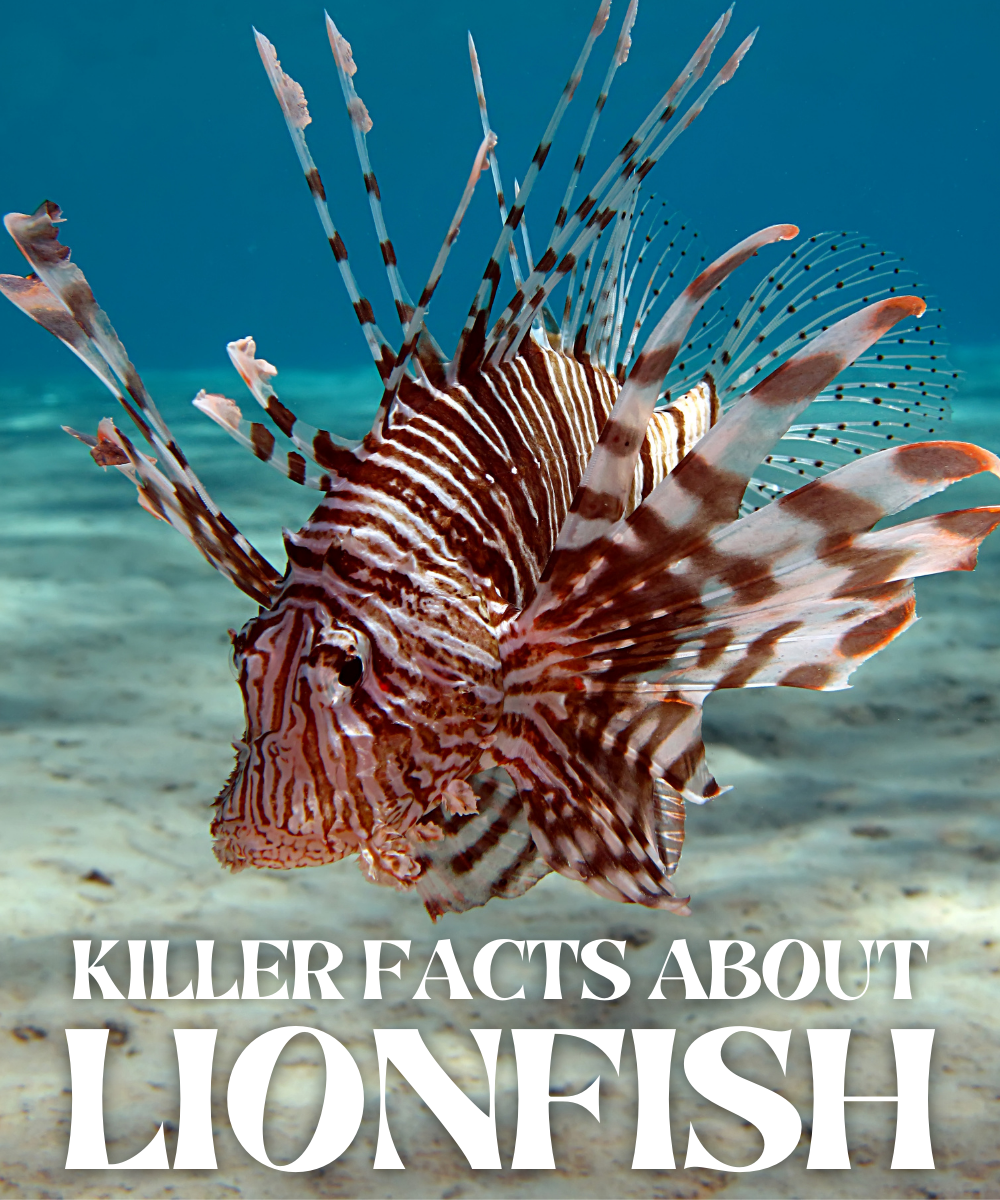 Lionfish